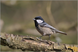 <p>SÝKORA UHELNÍČEK (Periparus ater) /Coal tit - Tannenmeise/</p>